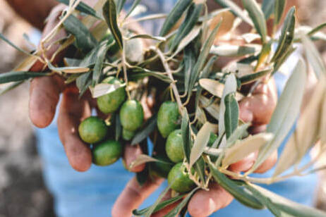 LaEspañola Clásicas grüne Oliven gefüllt mit  Sardellen 150 g